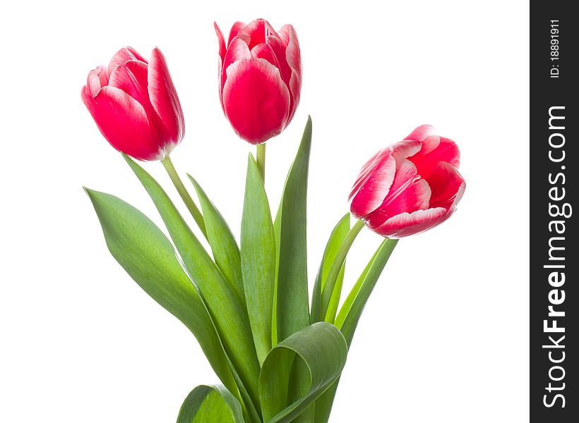 Three red-white tulips bouquet, isolated on white