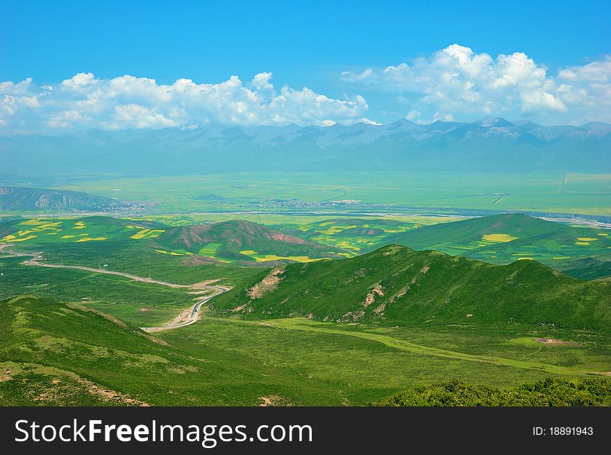 China Qinghai Flower And Field Landscape