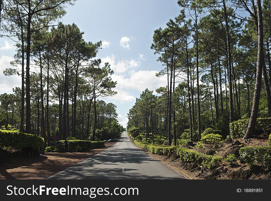 Country road in Pico island, Azores