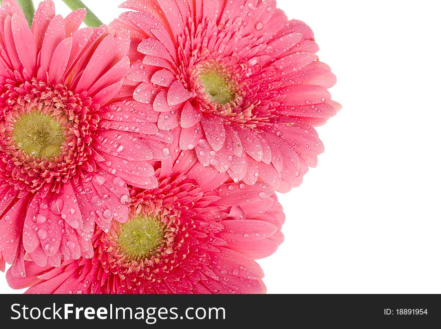 Close-up wet pink gerbera flowers, macro shot, isolated on white