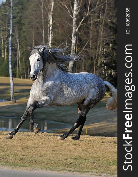 White andalusian stallion runs gallop on the meadow in summer. White andalusian stallion runs gallop on the meadow in summer