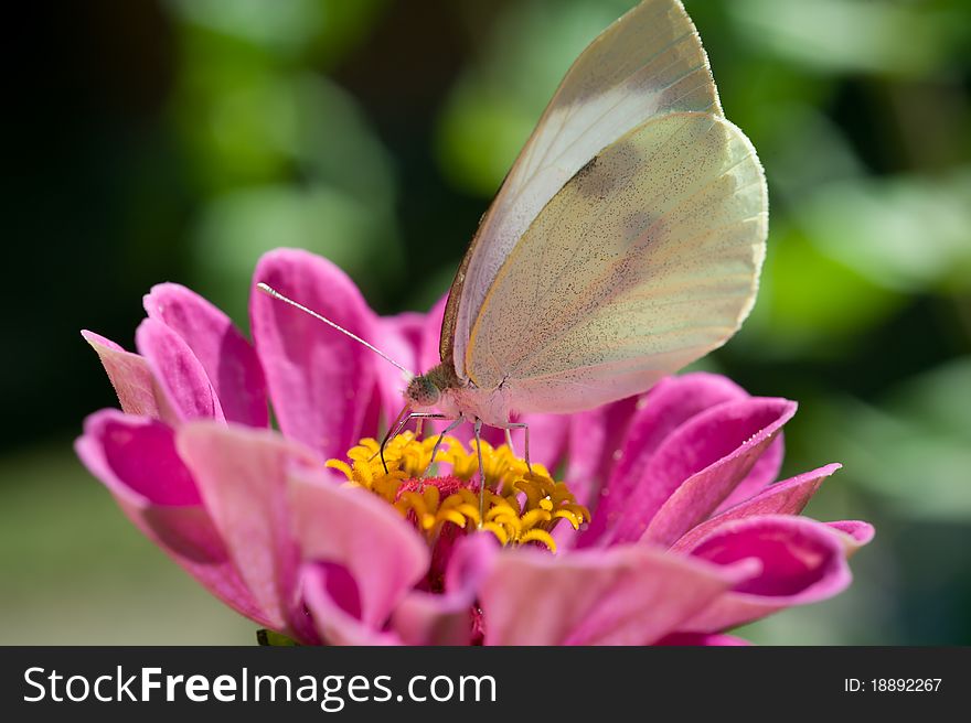 Butterfly on Pink flowers in garden. Butterfly on Pink flowers in garden
