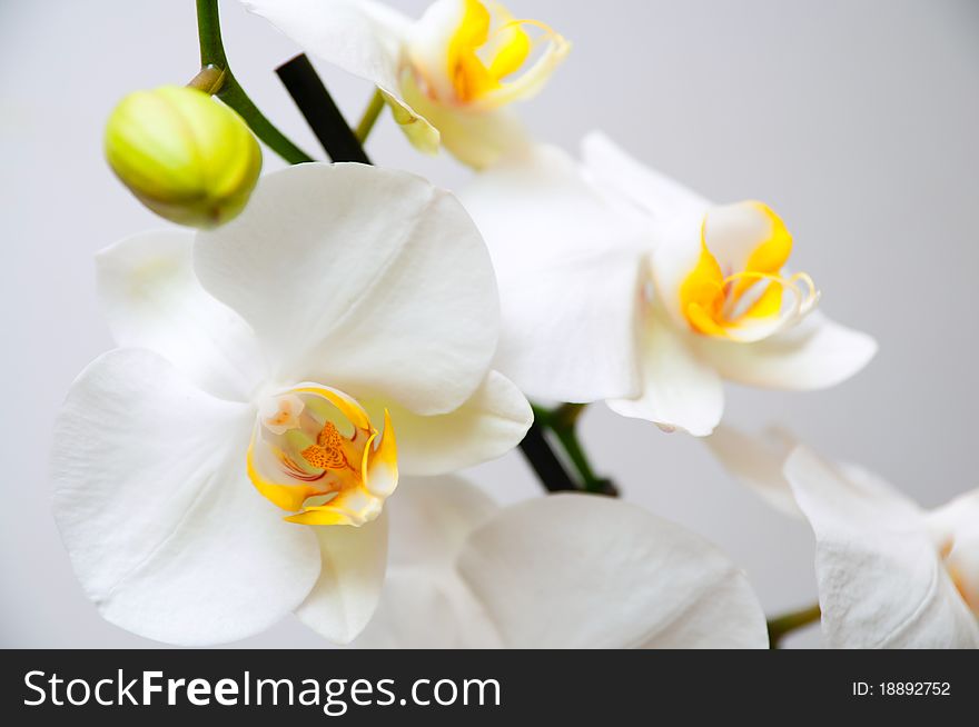 White orchid wiht blossoms and buds over light