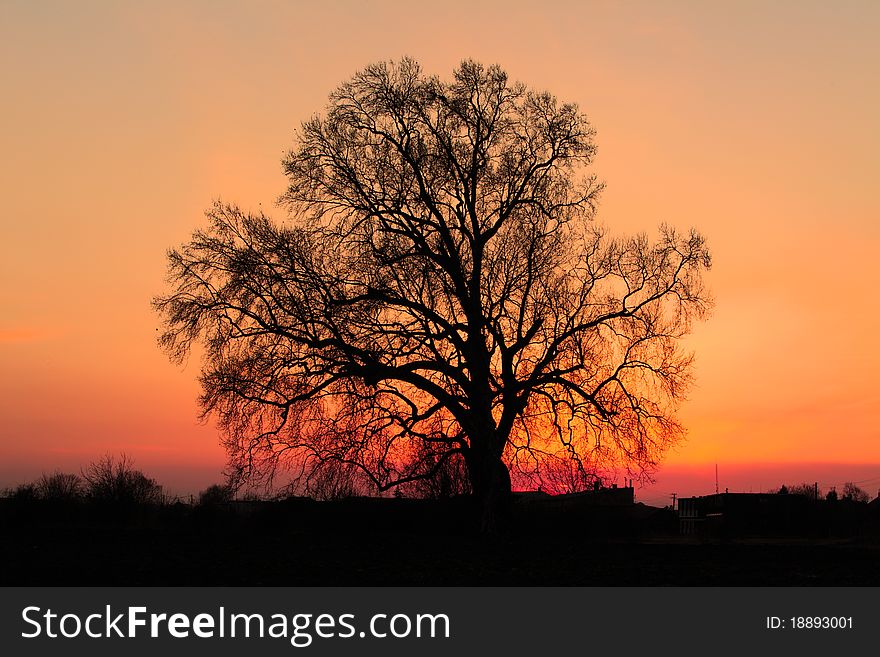 Beautiful landscape image with trees silhouette at sunset. Beautiful landscape image with trees silhouette at sunset.