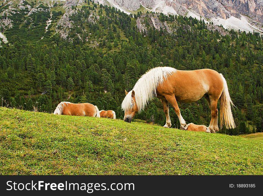 Horses on meadow in dolomites - Italy. Horses on meadow in dolomites - Italy