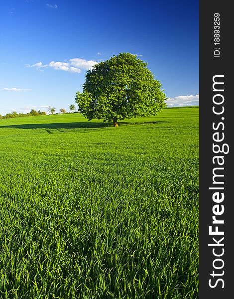 Single tree in the green field. Single tree in the green field