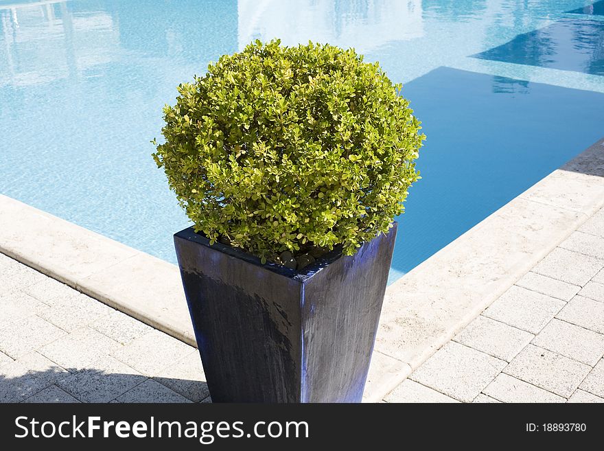 Flowerpot in the corner of pool prepared for a party