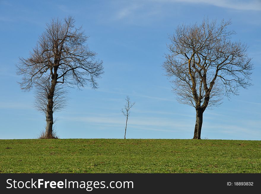 Three Trees At Horizon