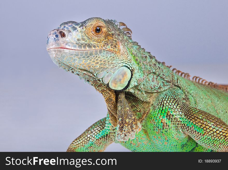 Portrait of iguana on blue background