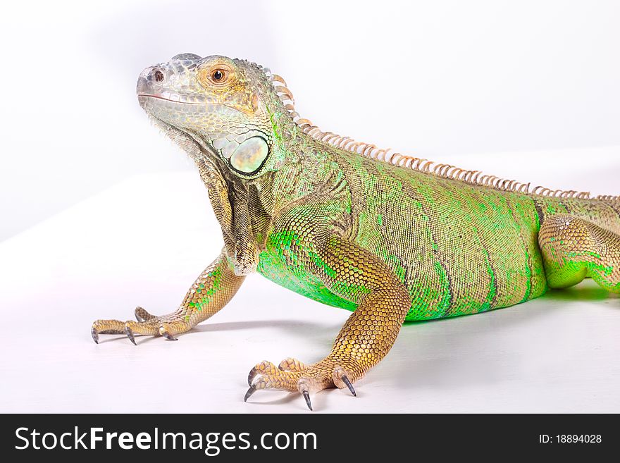 Green iguana on white background