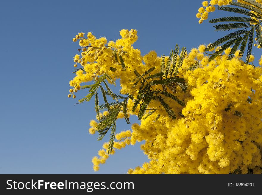 Yellow wattle branch in the blue sky. Yellow wattle branch in the blue sky.