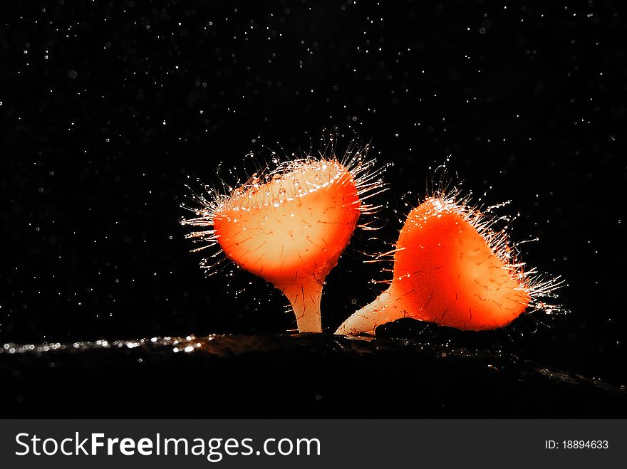 Red mushroom in the tropical rain forest.