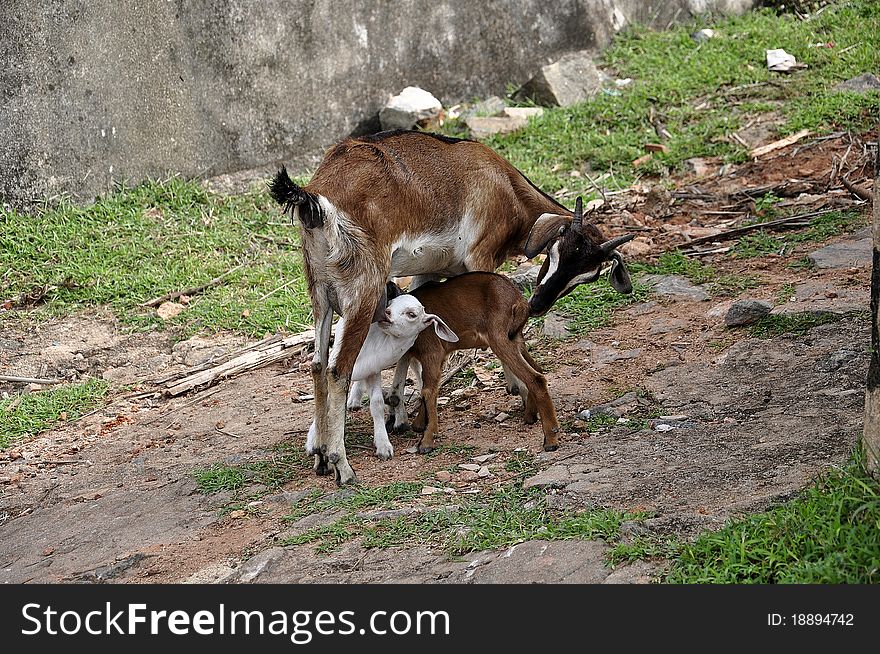Mother goat feeding her baby goats milk