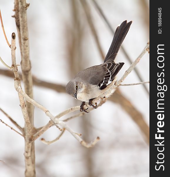 Northern mockingbird, Mimus polyglottos, perched on a tree branch