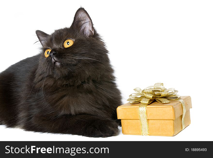 Black persian cat and a gift isolated over white background