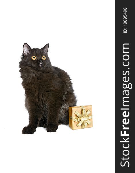 Black persian cat and a gift isolated over white background