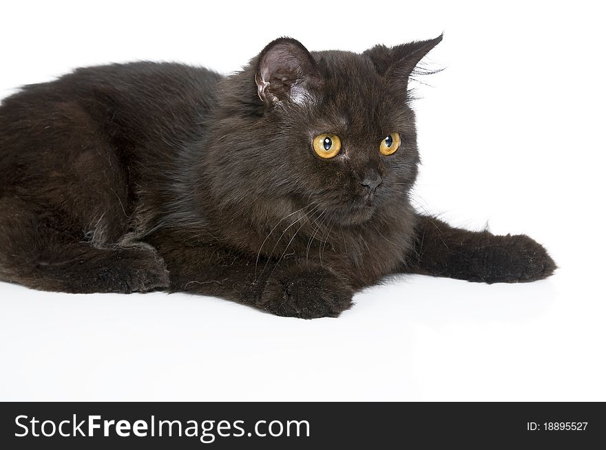 Black persian cat isolated over white background