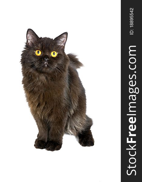 Black persian cat isolated over white background