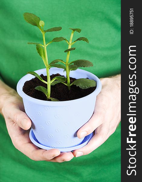 Closeup of mans hands holding kalanchoe plant in blue flowerpot. Closeup of mans hands holding kalanchoe plant in blue flowerpot