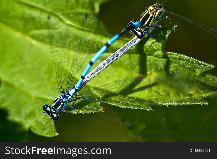 Two dragonflies on leaf, closeup. Two dragonflies on leaf, closeup