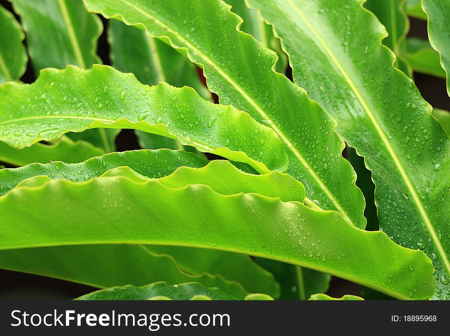 Beautiful green leave after rainy. Beautiful green leave after rainy