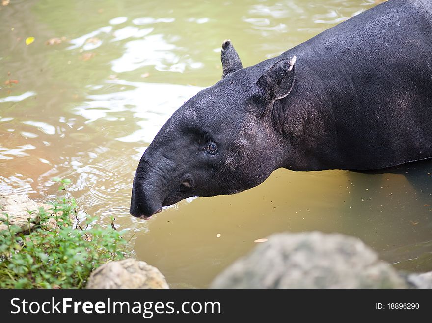 Tapir bathing in the zoo