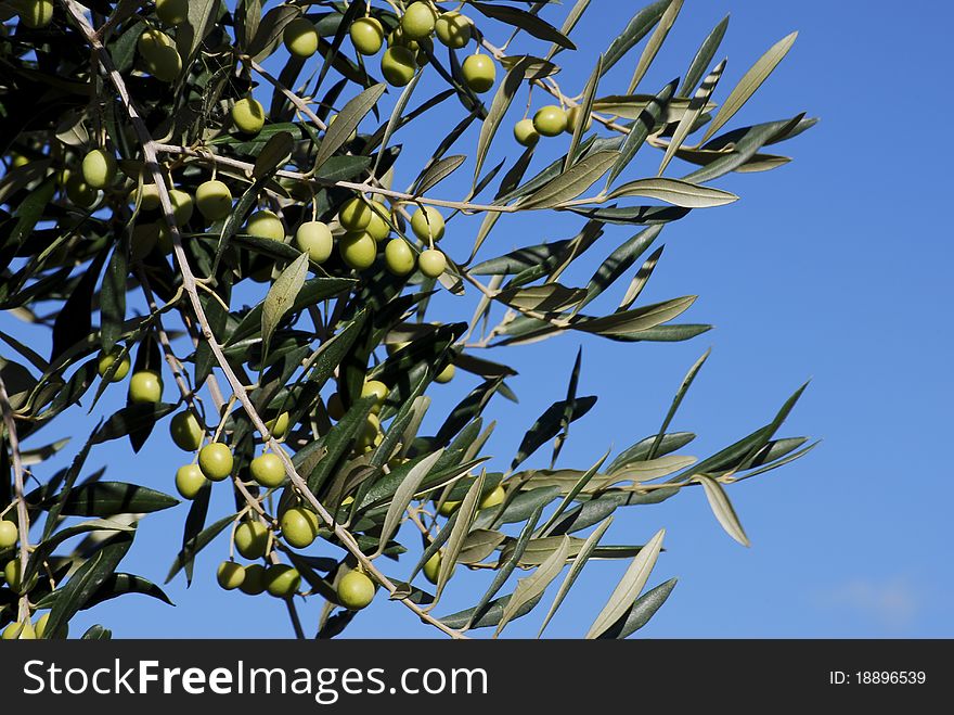 Olive tree branch with ripe olives about to be harvested in late October