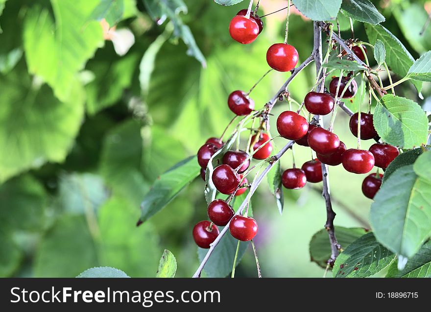 Ripe cherries on a tree