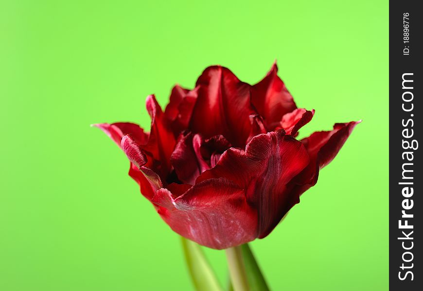 Beautiful red tulip flower over light green background