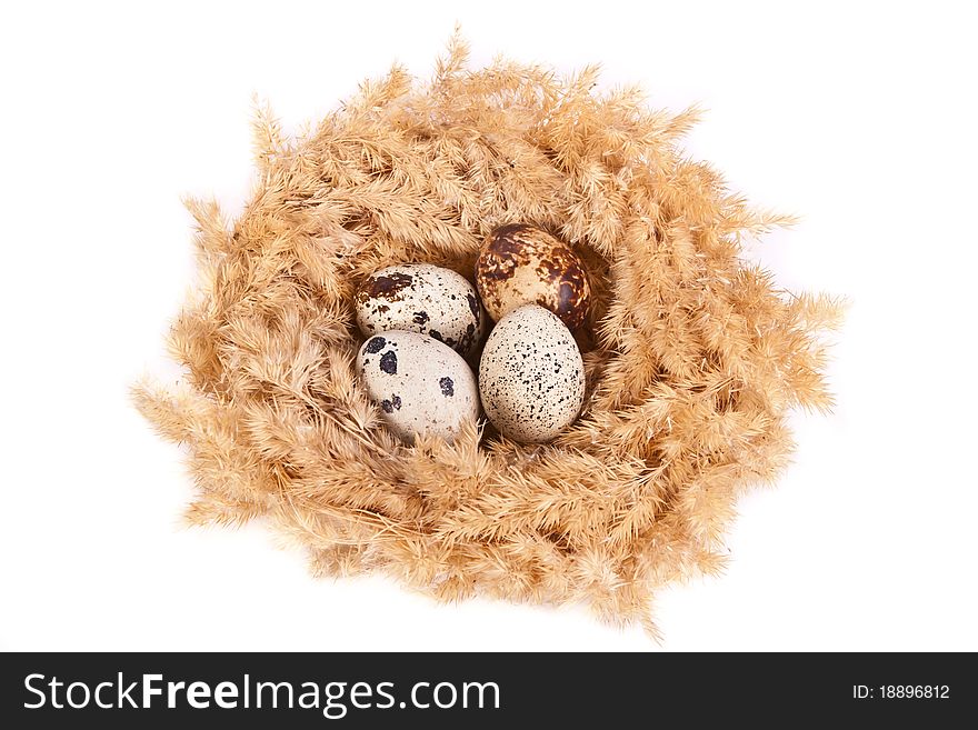 Easter eggs in a nest across white. Easter eggs in a nest across white