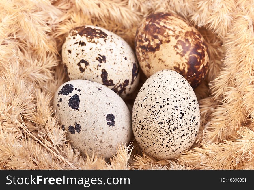 Quail Eggs In A Nest