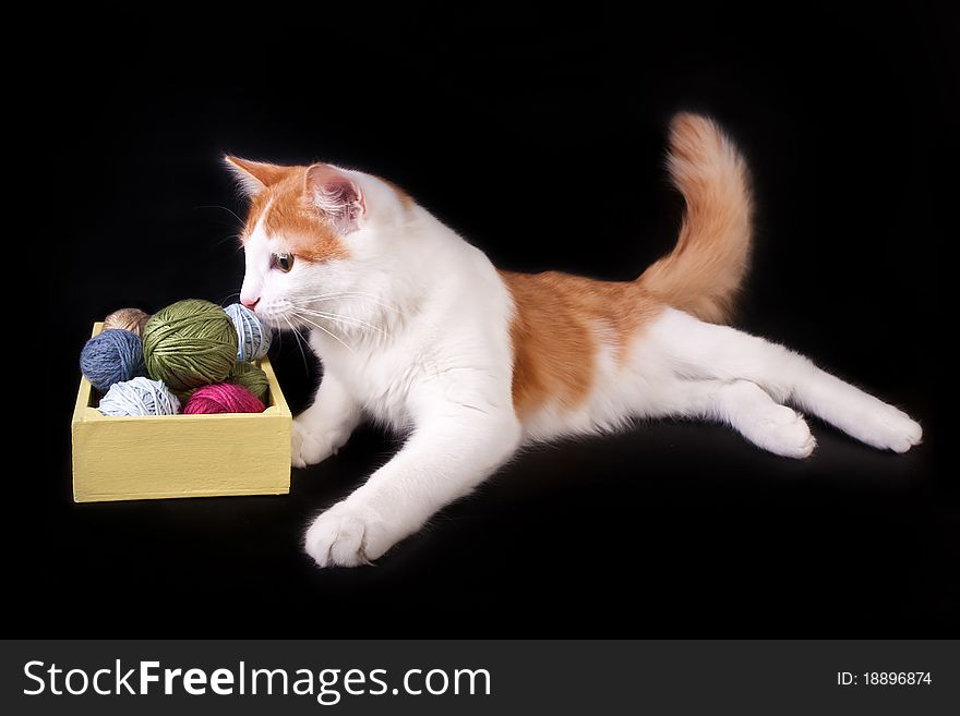 Cat Playing With Knitting