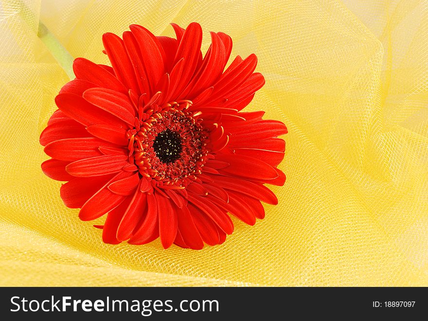 Orange daisy over yellow organza fabric