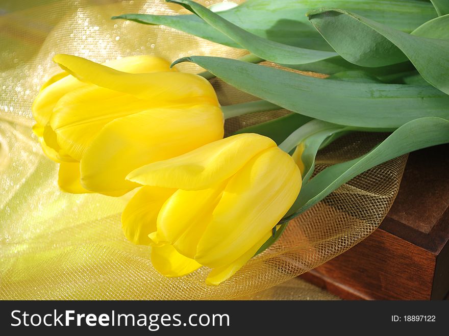 Yellow tulips over yellow organza fabric on a gift box. Yellow tulips over yellow organza fabric on a gift box