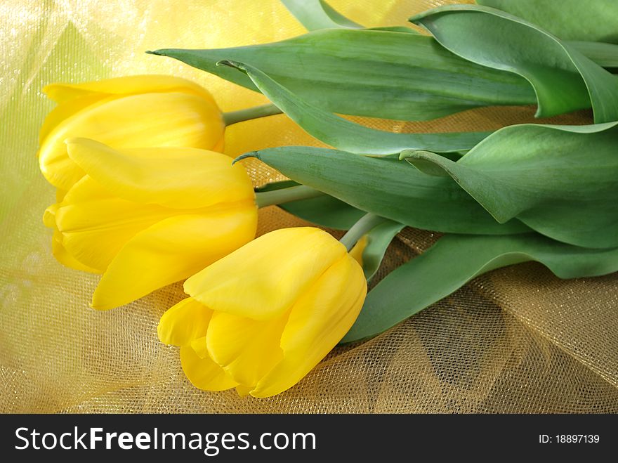 Yellow tulips over yellow organza fabric. Yellow tulips over yellow organza fabric