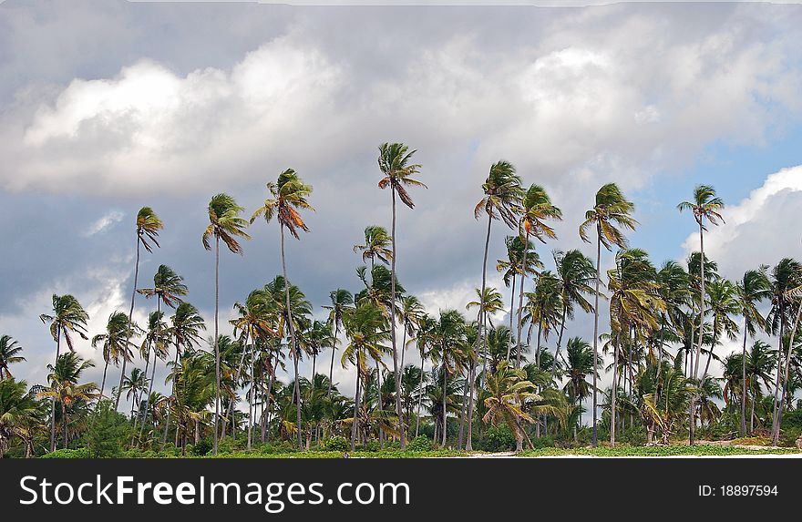 Forest of palm trees silhouetted against a cloudy sky