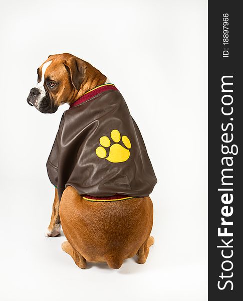 Boxer dog wearing a bomber jacket. Boxer dog wearing a bomber jacket.