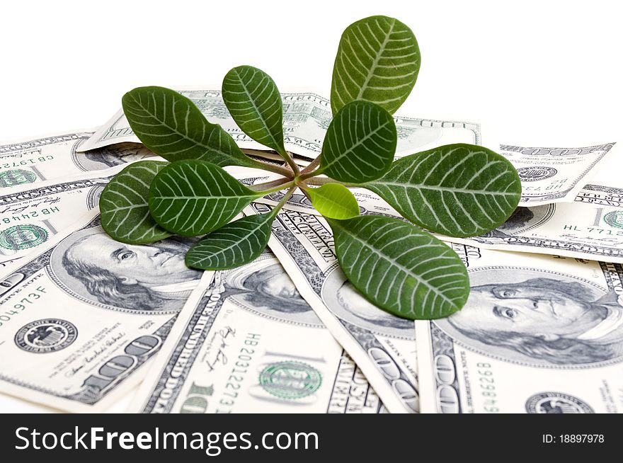 American dollars isolated on a white background. American dollars isolated on a white background