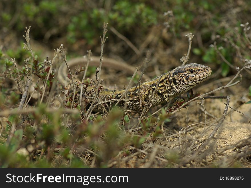 Lizard sits among the vegetation, lizard basking in the sun. Lizard sits among the vegetation, lizard basking in the sun