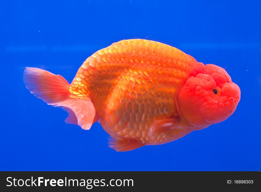 Freedom Of Orange Goldfish