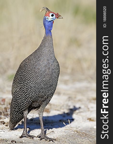 Guinea-fowl; Numida meleagris; South Africa