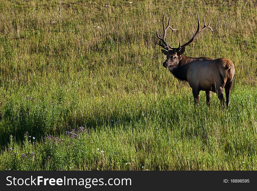 Large bull Rocky Mountain Elk