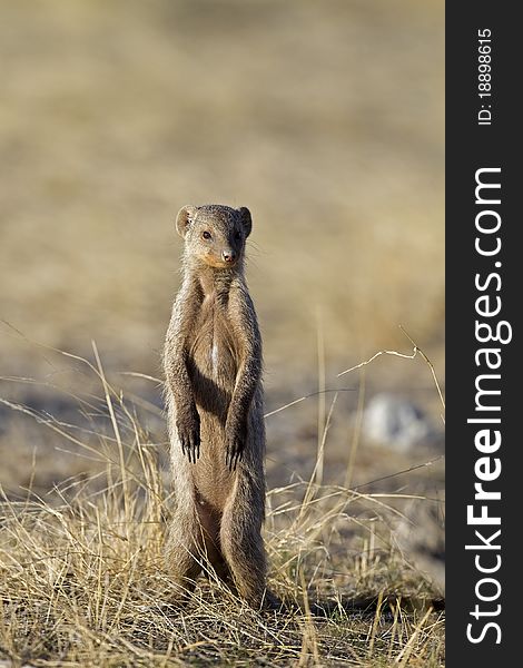 Banded mongoose standing upright; Mungos mungo; South Africa