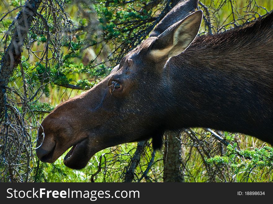 Close up of the head of a young moose. Close up of the head of a young moose