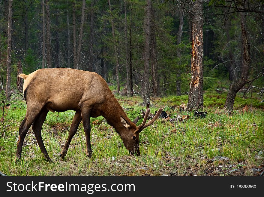 Young male Elk grazing on grass in forest