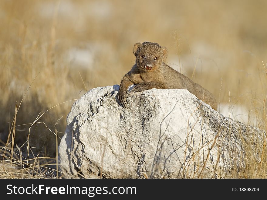 Immature banded mongoose laying on a white rock; Mungos mungo; South Africa