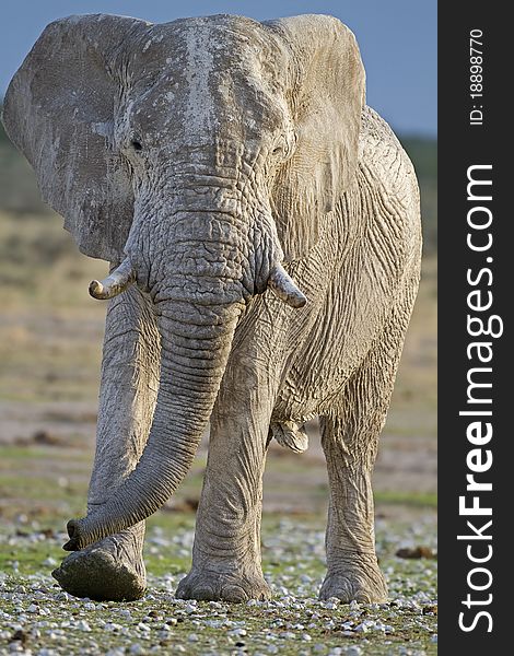 Close-up of big bull elephant walking in rocky field; Loxodonta africana. Close-up of big bull elephant walking in rocky field; Loxodonta africana