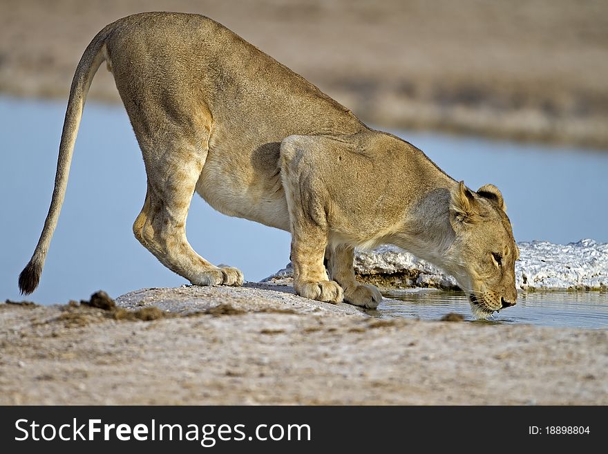 Close-up of lioness drinking water; Panthera Leo