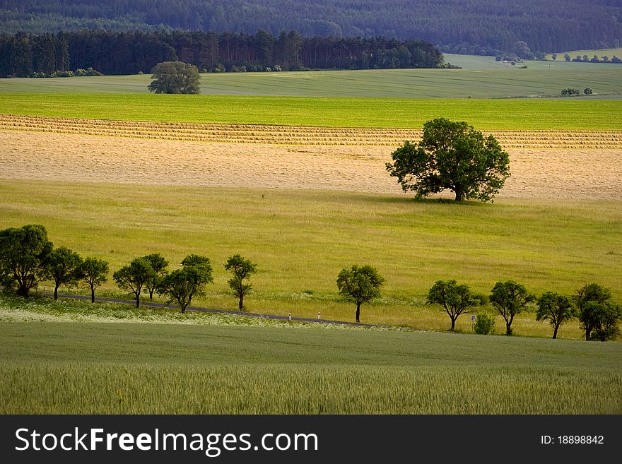 Tree in fields with the road