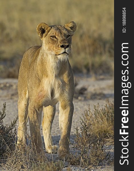 Close-up of big female lion; Panthera leo; South Africa